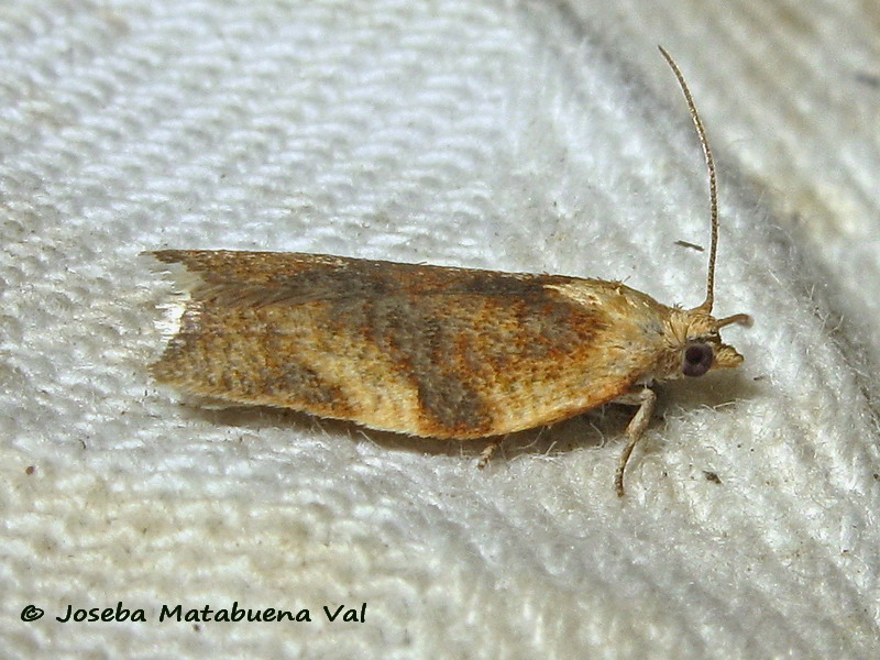 Clepsis siciliana - Tortricidae